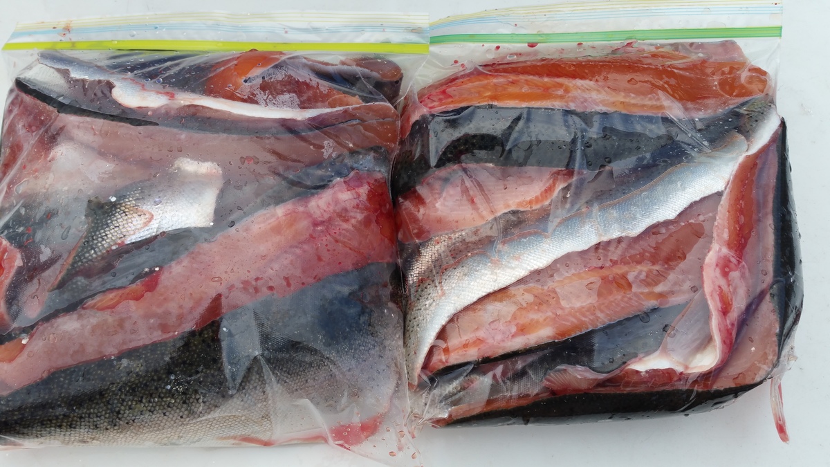 All your fish will be fillet and wrapped for your travel