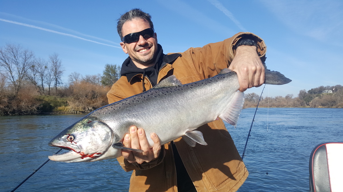 November king salmon