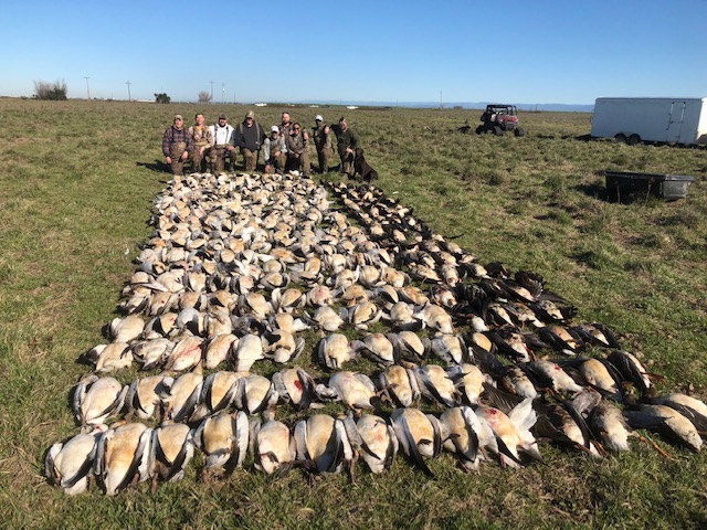 Large number of geese from group hunt